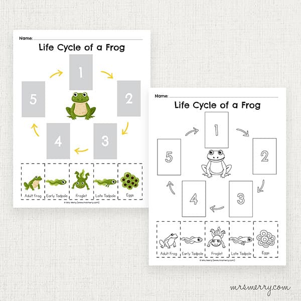 life cycle of a frog educational printable